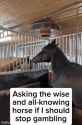 wise horse