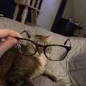 Cat glasses