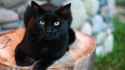 black cat