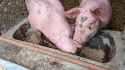Pig-Trough(22)