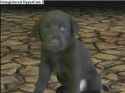 puppy in halo 3