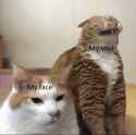 cat my face my soul