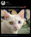 cat homo 2