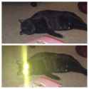cat_eyes