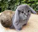 cabbit