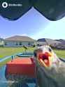 soyface bird