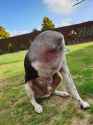 three-legged-dog-confusing-pic-1
