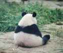 saddest panda