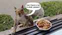youtube j0-HF61fnrE squirrel video
