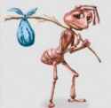 ant