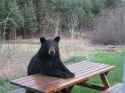 Bear table
