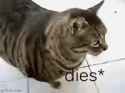 cat-died