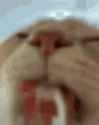 cat-wooter