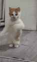 dancing-cat-dance