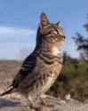 Cat Owl