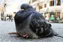 pigeon1
