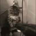 cat-fire