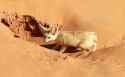Desert_fennec_._Sahara_fox_in_Morocco