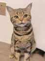 cat side look