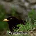 What are birds