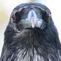 The Raven