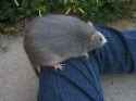 dbe77e8ede921db9c11873ac007f965f954bc32e5e3c67ea70ab5bdda6068ada - Copy