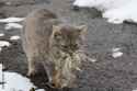 cat with rat