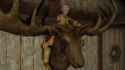 MeiraMoose