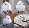 korean_crow_tit