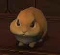 earless bun