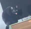 mentalmoonieblep