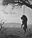 The lion