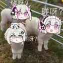livsheep