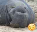 ugly bastard seal winks seductively (2)