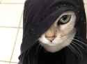 chuuni_cat