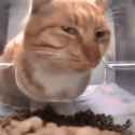 cat-cats