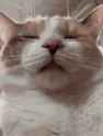 cat-sniff-you-smell