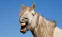 horse-laughing