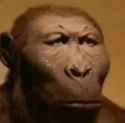 monkdyfacemodo-monkeyface
