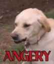 angery