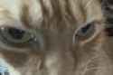 romeo-cat