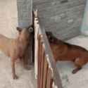 fighting-dogs-dogs