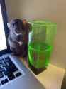 rat drink