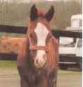 Cutecolt