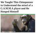 chimp