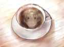 hisao_teacup