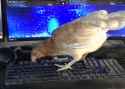 516 KB