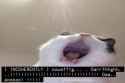 227 KB