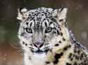 the-endangered-snow-leopard.jpg