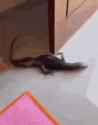 1.15 MB